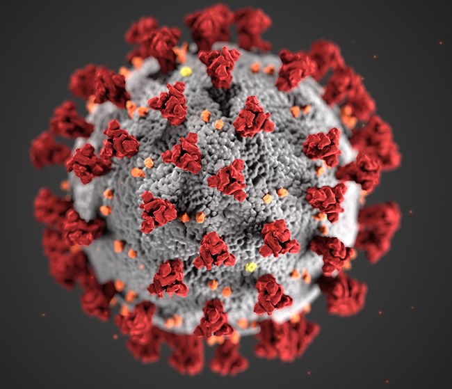 Coronavirus (COVID-19) Update